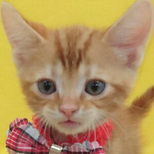 アメリカン・ショートヘアー