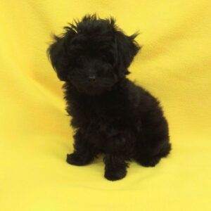 Alternative view of ミックス犬