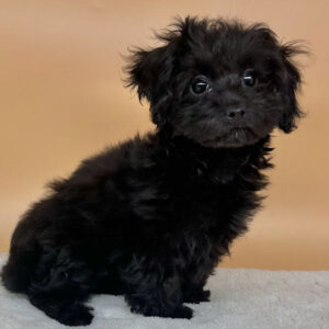 Alternative view of ミックス犬