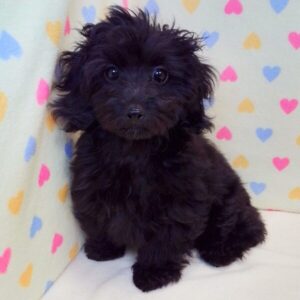 Alternative view of ミックス犬