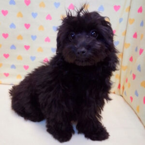 Alternative view of ミックス犬