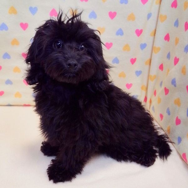 ミックス犬 - 画像 (4)