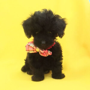 Alternative view of ミックス犬