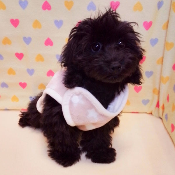 ミックス犬 - 画像 (5)