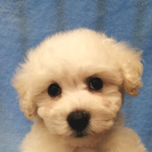 ビション・フリーゼ