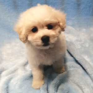 Alternative view of ビション・フリーゼ