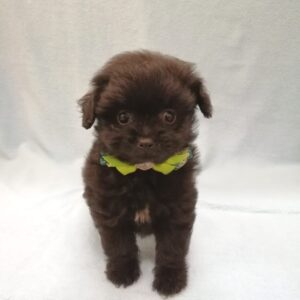 Alternative view of ミックス犬