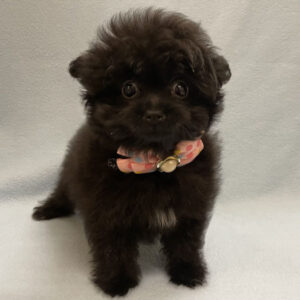 Alternative view of ミックス犬