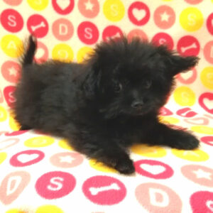 Alternative view of ミックス犬