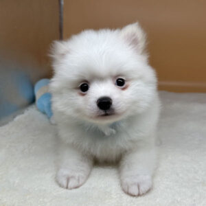 Alternative view of ミックス犬