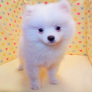 Alternative view of ミックス犬