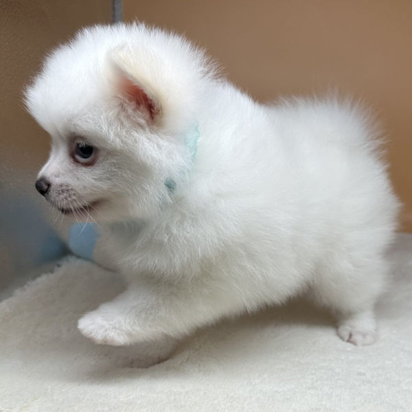 ミックス犬 - 画像 (3)