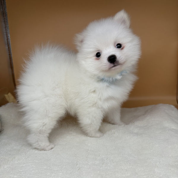 ミックス犬 - 画像 (4)