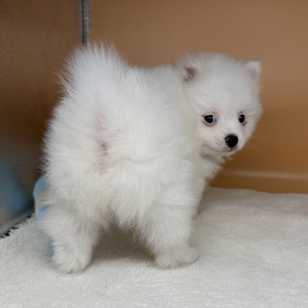 ミックス犬 - 画像 (5)