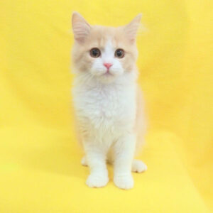 Alternative view of ラガマフィン