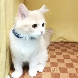 Alternative view of ラガマフィン