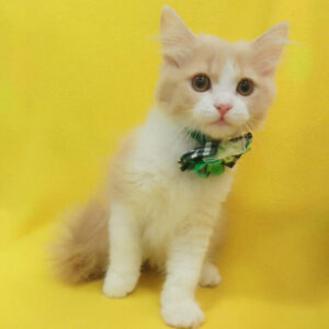 Alternative view of ラガマフィン