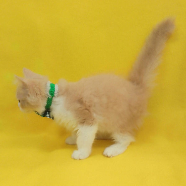 ラガマフィン - 画像 (3)