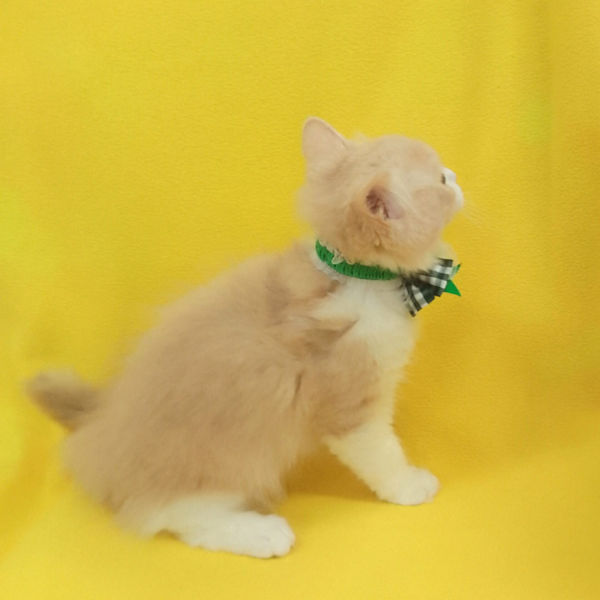 ラガマフィン - 画像 (4)