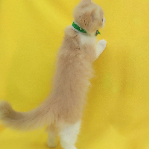 ラガマフィン - 画像 (5)