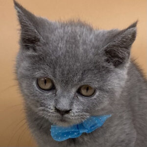 ブリティッシュ・ショートヘアー