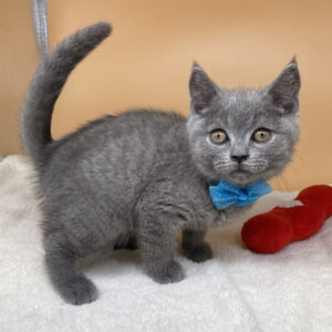 Alternative view of ブリティッシュ・ショートヘアー