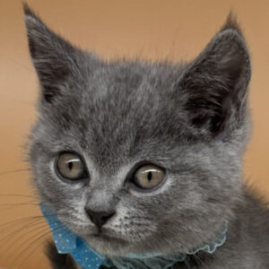 ブリティッシュ・ショートヘアー