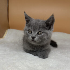 Alternative view of ブリティッシュ・ショートヘアー