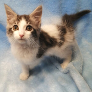 Alternative view of メイン・クーン・キャット