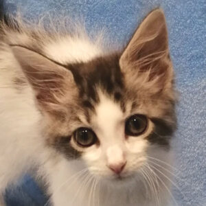 メイン・クーン・キャット