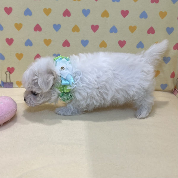 マルチーズ - 画像 (5)