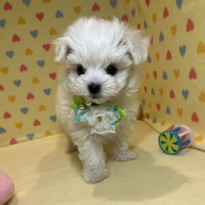 Alternative view of マルチーズ