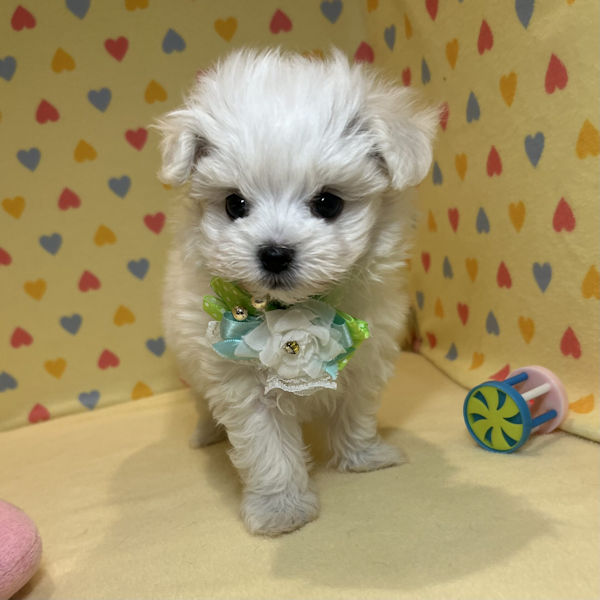 マルチーズ - 画像 (2)