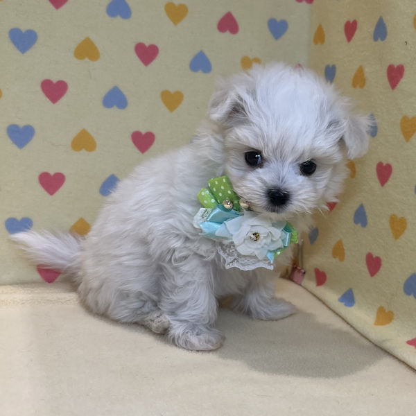 マルチーズ - 画像 (4)