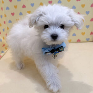 Alternative view of マルチーズ