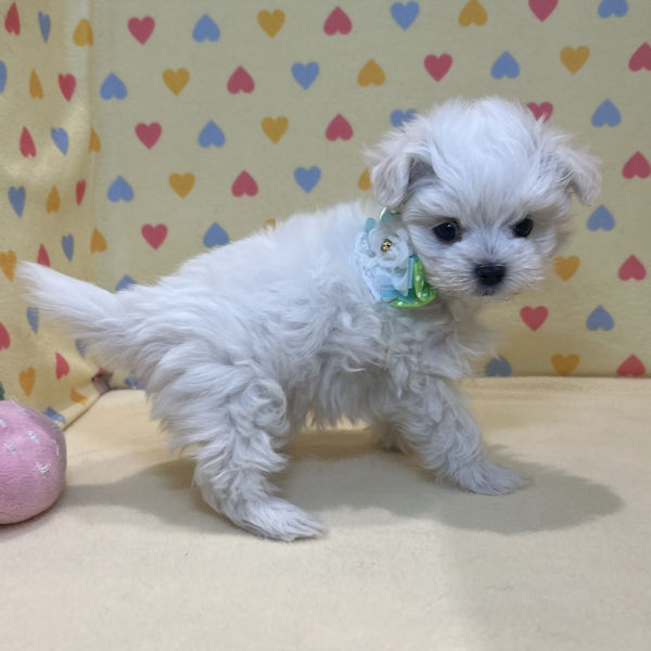 マルチーズ - 画像 (3)