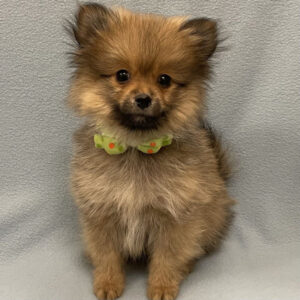 Alternative view of ポメラニアン