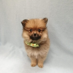 Alternative view of ポメラニアン