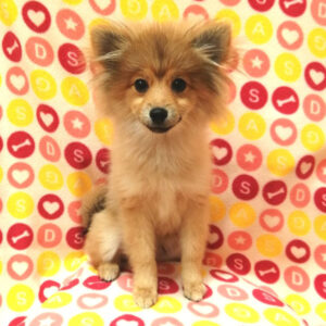 Alternative view of ポメラニアン