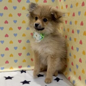 Alternative view of ポメラニアン