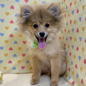 Alternative view of ポメラニアン