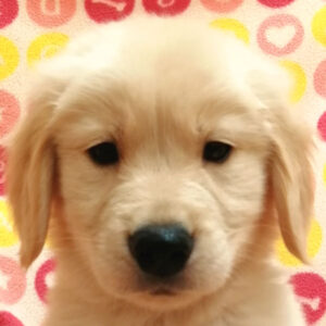 ゴールデン・レトリーバー