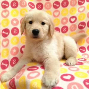 Alternative view of ゴールデン・レトリーバー