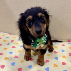 Alternative view of ミニチュア・ダックスフンド(ロングヘアード)