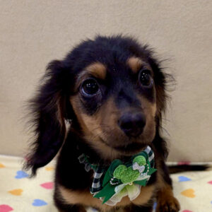 ミニチュア・ダックスフンド(ロングヘアード)