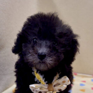 トイ・プードル