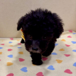 Alternative view of トイ・プードル