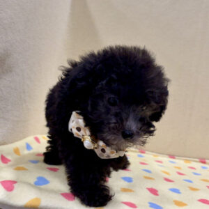 Alternative view of トイ・プードル