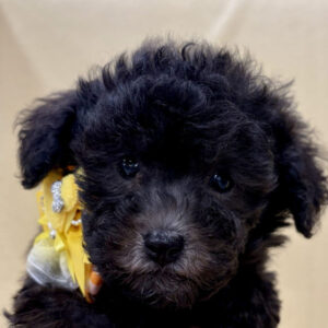 トイ・プードル