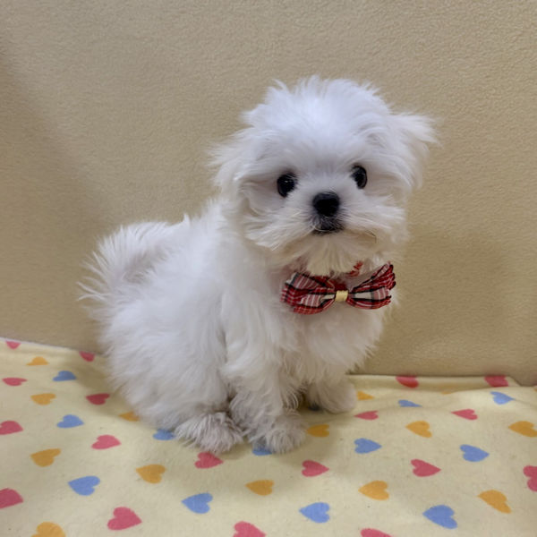 マルチーズ - 画像 (3)